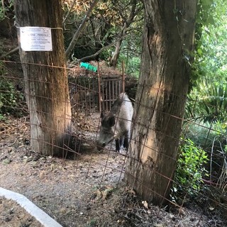 La denuncia dell'Enpa: "Cinghiale giustiziato ad Albissola Marina"