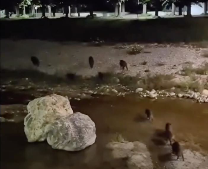 Carcare, cinghiali nel fiume. Il Comune lancia l’appello: "Non date loro da mangiare" Carcare, cinghiali nel fiume. Il Comune lancia l’appello: "Non date loro da mangiare"