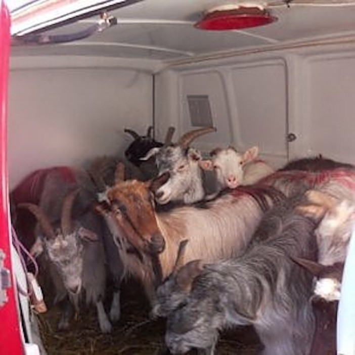Capre stipate in un furgone in modo illecito, fermati a Ovada Capre stipate in un furgone in modo illecito, fermati a Ovada