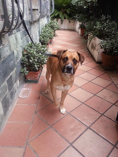 Alassio, chi conosce questo cane? Alassio, chi conosce questo cane?