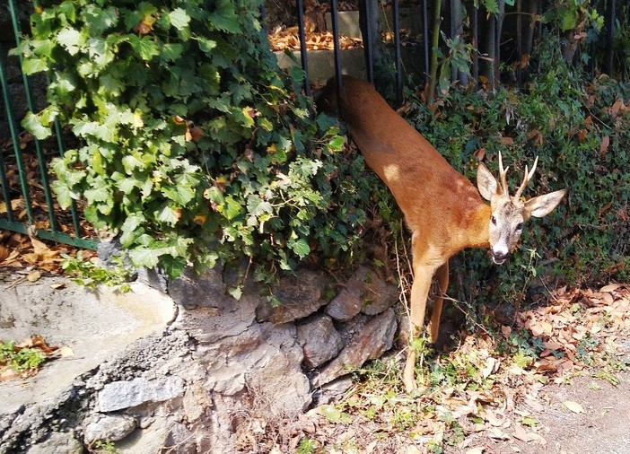 Capriolo si "incastra" in una cancellata di via Maggeni a Savona