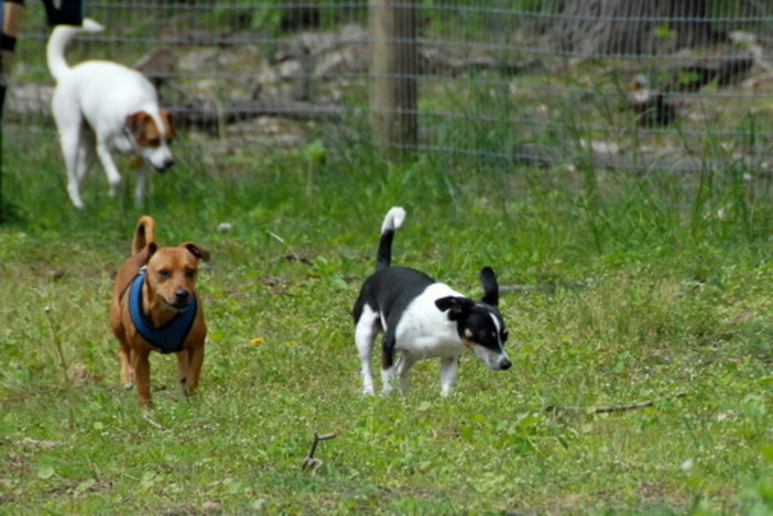 Borghetto, una sfilata canina per il canile comunale di Albenga