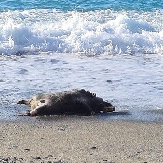 Cinghiale morto a Varazze: l'Istituto Zooprofilattico esclude la positività alla peste suina