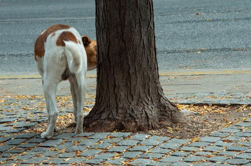 Ordinanza anti pipì e deiezioni dei cani a Celle: scatta nuovamente l'obbligo della bottiglietta