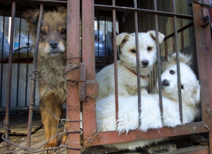 Trasportava 14 cuccioli di cane importati abusivamente: arrestato savonese ad Arezzo
