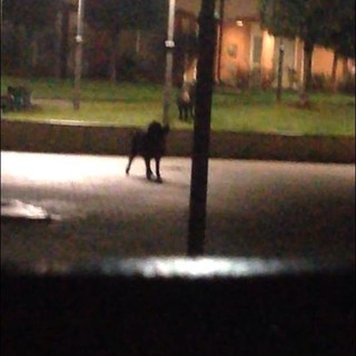 Immagine tratta dal gruppo Facebook Comitato "Vivi Varazze"