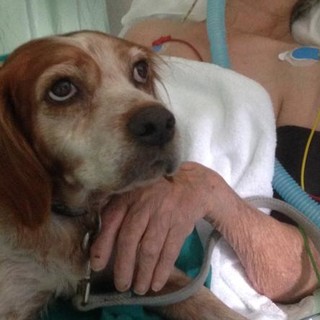 Pet therapy, Brunello (Lega): “Strumento di cura rilevante. Quali iniziative per l'impiego degli animali per fini terapeutici?"