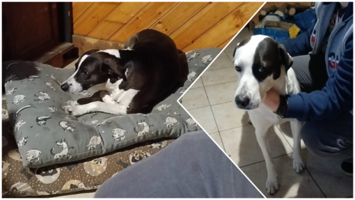 Amy e Lucky, fratello e sorella, cercano casa dopo la scomparsa del proprietario Amy e Lucky, fratello e sorella, cercano casa dopo la scomparsa del proprietario