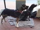 Cane ucciso da due coltellate ad Albissola: accolta la costituzione di parte civile di Stop Animal Crimes Italia Cane ucciso da due coltellate ad Albissola: accolta la costituzione di parte civile di Stop Animal Crimes Italia