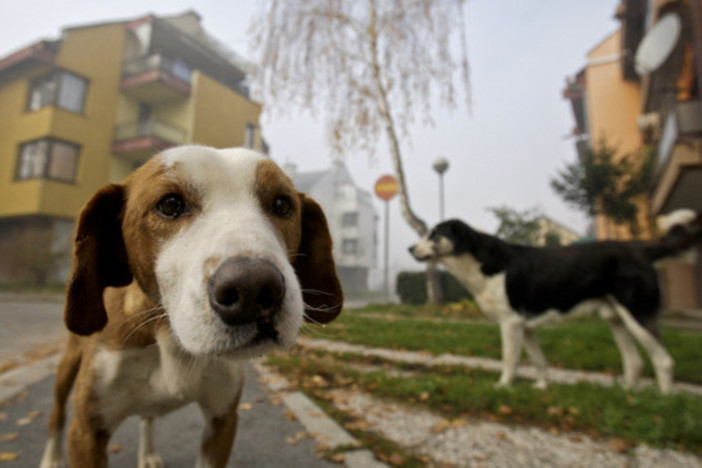 Celle Ligure: firmata l'ordinanza contro il comportamento dei proprietari di cani. Zunino: &quot;Sanzioni per i trasgressori&quot;