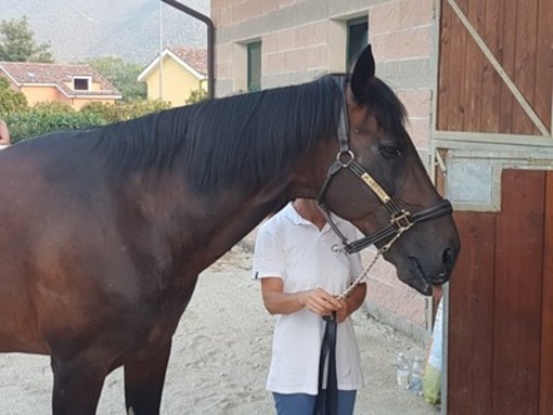 Jova Beach a Villanova: "I cavalli dell'ippodromo al sicuro, non patiscono. Il loro problema sono i piccioni, non la musica"