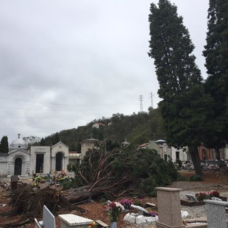 Tromba d'aria a Carcare: tetti danneggiati e alberi abbattuti (FOTO)