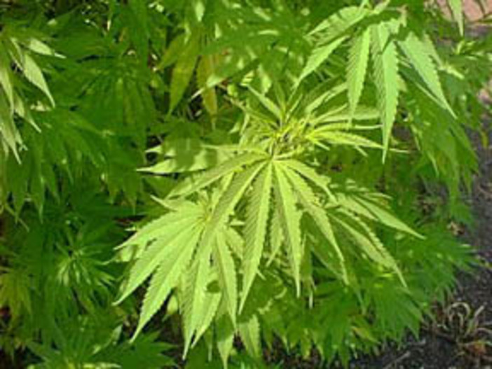 Cannabis terapeutica, scorte quasi esaurite