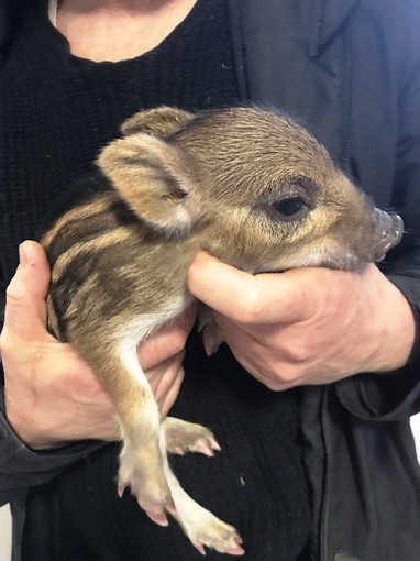 Alpicella, l'Enpa soccorre un cucciolo di cinghiale rimasto senza madre (VIDEO) Alpicella, l'Enpa soccorre un cucciolo di cinghiale rimasto senza madre (VIDEO)