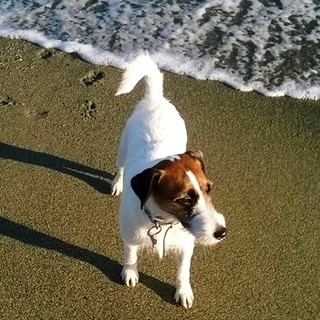 Spiaggia del Prolungamento, OSA e PAI insorgono: "In dubbio l’area per i cani, il Comune intervenga subito"