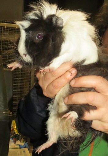 L'appello dell'Enpa: "Cavia peruviana cerca casa"