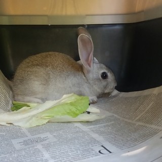 'Caccia' al coniglio nel budello di Alassio