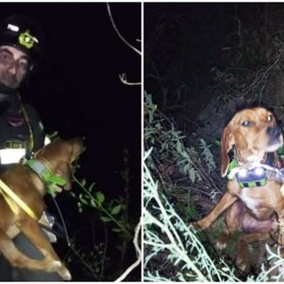 Orco Feglino: cane si allontana dal padrone e cade in una scarpata, soccorso dai vigili del fuoco Orco Feglino: cane si allontana dal padrone e cade in una scarpata, soccorso dai vigili del fuoco