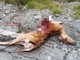 Fauna selvatica: la Regione Liguria stanzia 88mila euro per prevenire gli incidenti stradali Fauna selvatica: la Regione Liguria stanzia 88mila euro per prevenire gli incidenti stradali