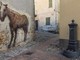 Borgio, rimosso "Il cavallo di Magno" dal percorso "I muri raccontano". L'amarezza del sindaco Dacquino: "Nessuna attenzione al rispetto dell'opera" Borgio, rimosso "Il cavallo di Magno" dal percorso "I muri raccontano". L'amarezza del sindaco Dacquino: "Nessuna attenzione al rispetto dell'opera"