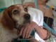 Pet therapy, Brunello (Lega): “Strumento di cura rilevante. Quali iniziative per l'impiego degli animali per fini terapeutici?&quot;