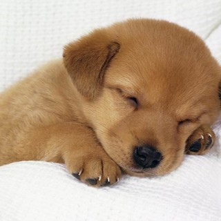 Loano: oggi i nostri amici a 4 zampe protagonisti di  “Best in show”