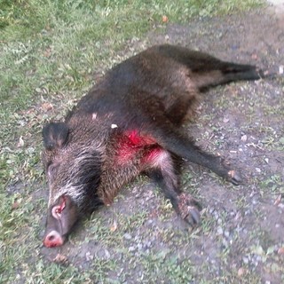 Riapre la caccia al cinghiale, Enpa "E' periodo di riproduzione" Riapre la caccia al cinghiale, Enpa "E' periodo di riproduzione"