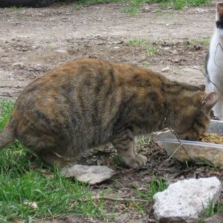 L'Enpa Savona lancia una raccolta fondi per finanziare l’acquisto di cibo per i gatti delle colonie feline
