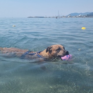 Estate da bollino rosso e afa, pericolo anche per i cani Estate da bollino rosso e afa, pericolo anche per i cani