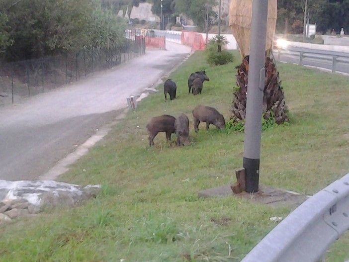 Spotorno, cinghiali al pascolo accanto alla via Aurelia Spotorno, cinghiali al pascolo accanto alla via Aurelia
