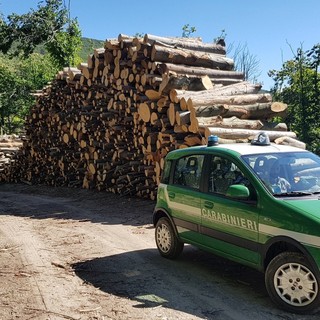 Controlli dei carabinieri forestali nei boschi della Val Bormida: oltre 6000 euro di sanzioni a Cosseria Controlli dei carabinieri forestali nei boschi della Val Bormida: oltre 6000 euro di sanzioni a Cosseria