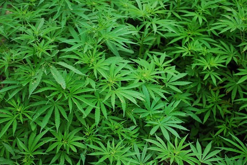 Coldiretti sulla &quot;sentenza anti-cannabis&quot;: &quot;Le coltivazioni liguri sono già un'eccellenza&quot;