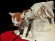 A Savona una raccolta cibo per cani e gatti A Savona una raccolta cibo per cani e gatti