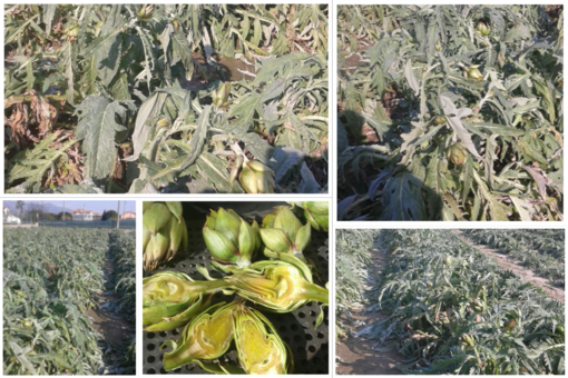 Maltempo, Aldo Alberto presidente della Cia: "Coltivazioni messe a dura prova"