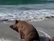 Il mare d'inverno e il cinghiale pensieroso. L'immagine dal Golfo dell'Isola (VIDEO) Il mare d'inverno e il cinghiale pensieroso. L'immagine dal Golfo dell'Isola (VIDEO)