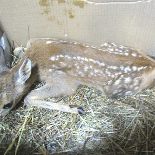 Domani termina la caccia "di selezione", l'Enpa: "Breve pace per caprioli e daini" Domani termina la caccia "di selezione", l'Enpa: "Breve pace per caprioli e daini"
