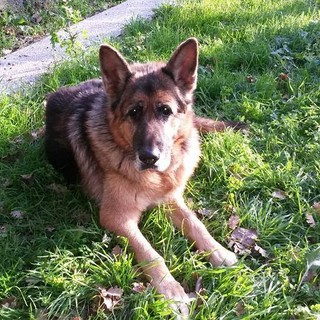 Killian il cane eroe che ha salvato la sua padrona dal crollo del tetto della pizzeria di Alassio Killian il cane eroe che ha salvato la sua padrona dal crollo del tetto della pizzeria di Alassio