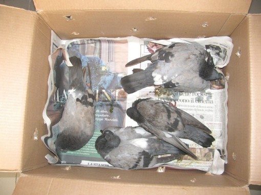 Enpa: nuovo avvelenamento di animali a Finale Ligure