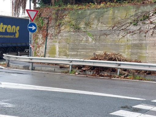 Savona, cadono rami dalle palme: chiuso un tratto di marciapiede tra via Pirandello e corso Tardy & Benech (FOTO) Savona, cadono rami dalle palme: chiuso un tratto di marciapiede tra via Pirandello e corso Tardy & Benech (FOTO)