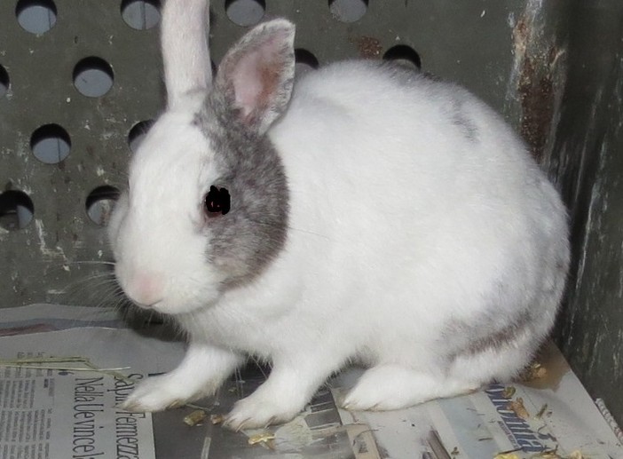 Femmina di coniglio soccorsa a Quiliano