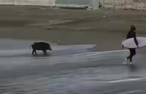 "Nuota coi cinghiali", altro che Poseidone: a Varazze arriva l'ungulato con il surfista (VIDEO)