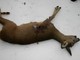 Caccia sulla neve, Wwf e Lega abolizione caccia vincono il primo pronunciamento Caccia sulla neve, Wwf e Lega abolizione caccia vincono il primo pronunciamento