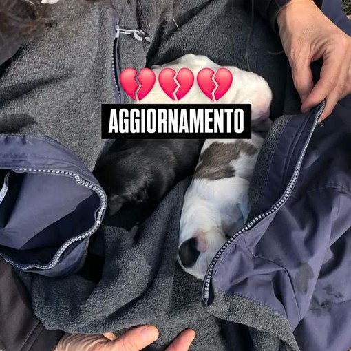 Cosseria, i cuccioli abbandonati nel bosco non ce l’hanno fatta