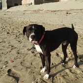 Savona, il padrone viene investito e il cane scappa, ora tutti cercano Romeo Savona, il padrone viene investito e il cane scappa, ora tutti cercano Romeo