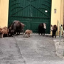 Savona, cinghiali in Corso Ricci. OSA e PAI: "Basta abbattimenti, servono misure strutturali e prevenzione"