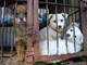 Trasportava 14 cuccioli di cane importati abusivamente: arrestato savonese ad Arezzo