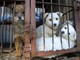 Trasportava 14 cuccioli di cane importati abusivamente: arrestato savonese ad Arezzo Trasportava 14 cuccioli di cane importati abusivamente: arrestato savonese ad Arezzo