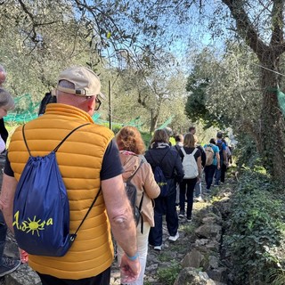 Andora, torna la camminata fra gli ulivi