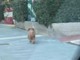 Cane smarrito avvistato in diverse vie di Savona: è un barboncino