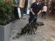 Alassio, controlli dei carabinieri con l'ausilio del nucleo cinofili (FOTO) Alassio, controlli dei carabinieri con l'ausilio del nucleo cinofili (FOTO)